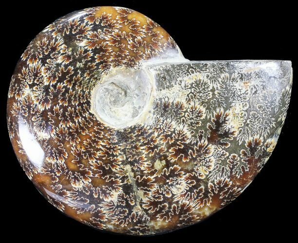 Polished, Agatized Ammonite (Cleoniceras) - Madagascar #54531